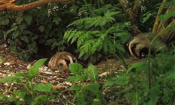 Visit to see the homes of our Badgers next to the orchard carp lake